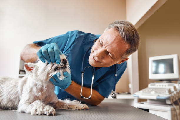 Best Walk-In Emergency Dental Services in Big Bass Lake, PA
